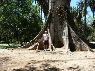 Im Botanischen Garten - vor einem der höchsten Baumarten (aus dem Amazonas)