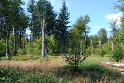 Bei einer Fahrradtour 2012 durch den Küchelscheider Wald habe ich dieses Foto aufgenommen. Das Buchensterben hat stellenweise einen gespenstigen Wald hinterlassen.