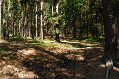 An den drei ersten Etappen ähnelte der größte Teil der Laufgebiete den ostbelgischen Wäldern.